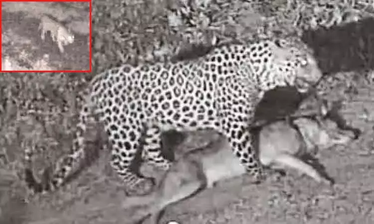 கோவை அருகே வளர்ப்பு நாயை, கவ்விச் சென்ற சிறுத்தையால் பரபரப்பு கோவை அருகே வளர்ப்பு நாயை, கவ்விச் சென்ற சிறுத்தையால் பரபரப்பு