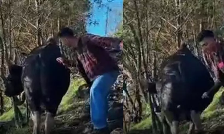 கொடைக்கானல் வனப்பகுதியில் வனவிலங்கிடம் அத்துமீறல் கொடைக்கானல் வனப்பகுதியில் வனவிலங்கிடம் அத்துமீறல்