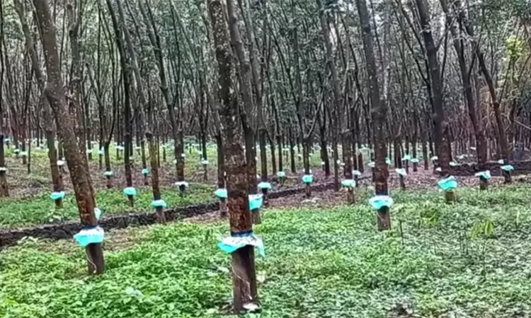 குமரியில் கனமழையால் ரப்பர் தொழில் கடும் பாதிப்பு - விவசாயிகள் கவலை குமரியில் கனமழையால் ரப்பர் தொழில் கடும் பாதிப்பு - விவசாயிகள் கவலை