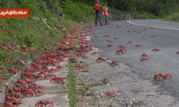 சாலையை ஆக்கிரமித்த சிவப்பு நண்டுகள் - ஆஸ்திரேலியாவில் வினோதம் சாலையை ஆக்கிரமித்த சிவப்பு நண்டுகள் - ஆஸ்திரேலியாவில் வினோதம்