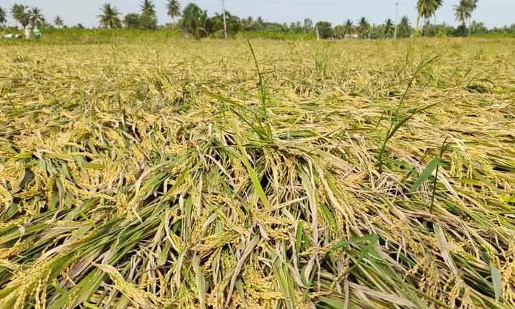 தமிழகத்தில் கனமழையால் நெல் பாதிப்பு - மத்திய குழு நாளை முதல் ஆய்வு தமிழகத்தில் கனமழையால் நெல் பாதிப்பு - மத்திய குழு நாளை முதல் ஆய்வு