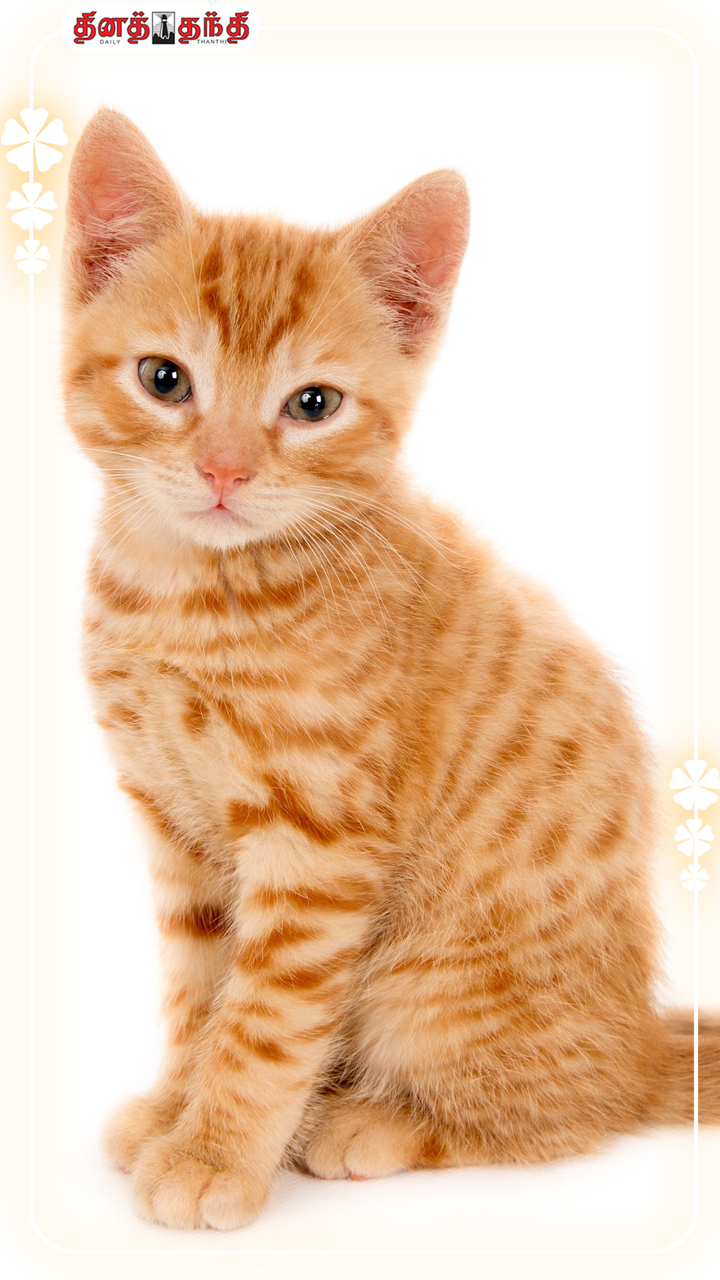 பூனைகள் பற்றிய சுவாரசிய தகவல்கள்.!!