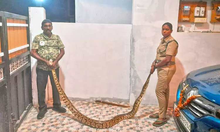 குடியிருப்பு பகுதியில் நுழைந்த மலைப்பாம்பு மீட்பு