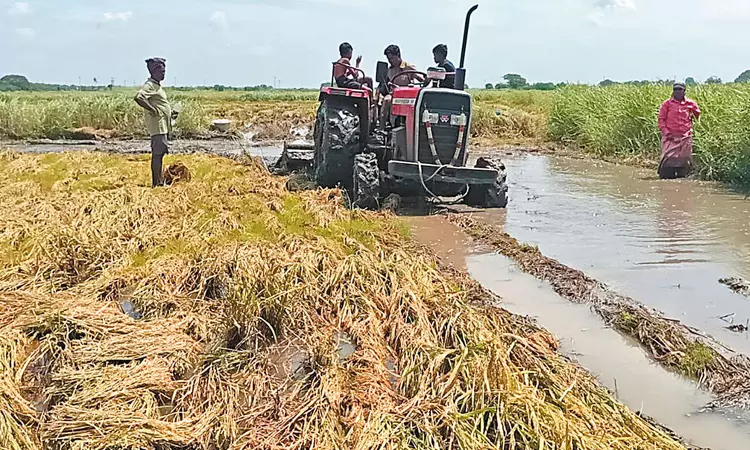 அறுவடைக்கு தயாராக இருந்த நெற்பயிர்கள் டிராக்டர் மூலம் அழிப்பு: பெண் விவசாயி கண்ணீர்