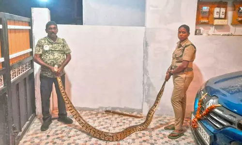 குடியிருப்பு பகுதியில் நுழைந்த மலைப்பாம்பு மீட்பு