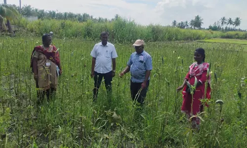 ‘தினத்தந்தி’ செய்தி எதிரொலி: நத்தையால் பாதித்த பயிர்களை வேளாண்துறை அதிகாரிகள் ஆய்வு