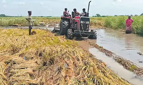 அறுவடைக்கு தயாராக இருந்த நெற்பயிர்கள் டிராக்டர் மூலம் அழிப்பு: பெண் விவசாயி கண்ணீர்