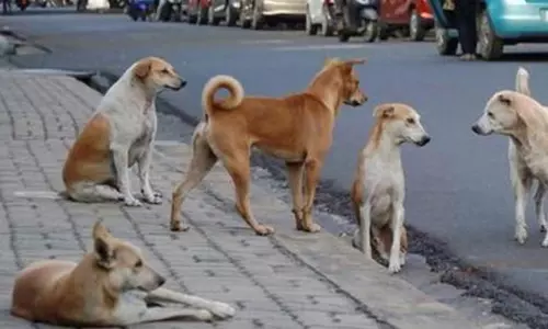 தெரு நாய்கள் தொடர்பான வழக்கு: சுப்ரீம் கோர்ட்டில் நாளை மீண்டும் விசாரணை தெரு நாய்கள் தொடர்பான வழக்கு: சுப்ரீம் கோர்ட்டில் நாளை மீண்டும் விசாரணை