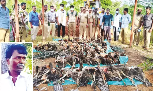 தென்காசியில் விஷம் வைத்து 50 மயில்கள் சாகடிப்பு தென்காசியில் விஷம் வைத்து 50 மயில்கள் சாகடிப்பு