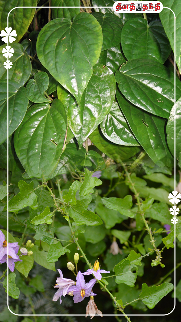 வீட்டில் வளர்க்க வேண்டிய முக்கிய மூலிகைகள் மற்றும் அதன் நன்மைகள்!