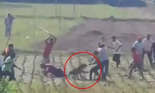 கிராமத்திற்குள் நுழைந்த சிறுத்தையை கடுமையாக தாக்கிய மக்கள்