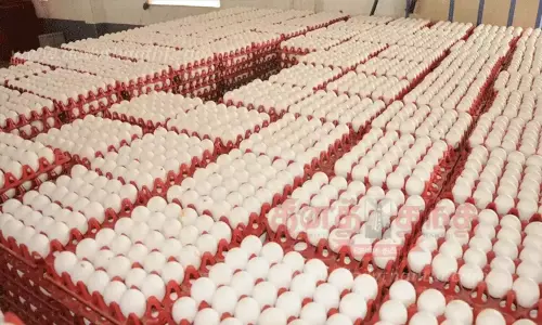 நாமக்கல் மண்டலத்தில் முட்டை விலை 5 காசுகள் உயர்வு