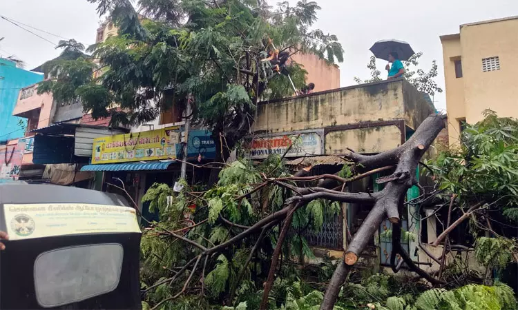 சென்னையில் 66,117 மரங்களின் கிளைகள் வெட்டி அகற்றம்: மாநகராட்சி தகவல்