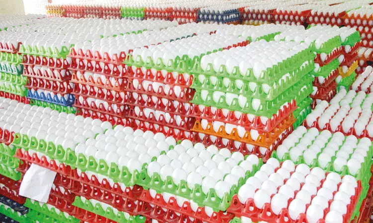 நாமக்கல்லில் முட்டை கொள்முதல் விலை உயர்வு நாமக்கல்லில் முட்டை கொள்முதல் விலை உயர்வு