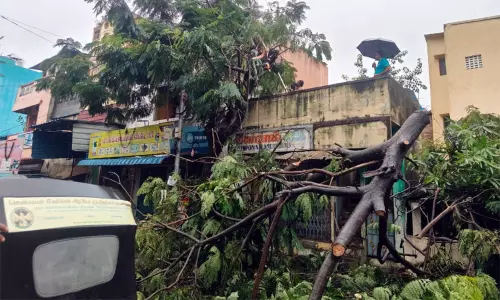 சென்னையில் 66,117 மரங்களின் கிளைகள் வெட்டி அகற்றம்: மாநகராட்சி தகவல்