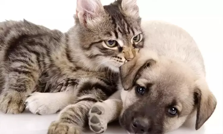 சென்னையில் நாய், பூனை வளர்க்க உரிமம் பெறாவிட்டால் ரூ.5000 அபராதம் சென்னையில் நாய், பூனை வளர்க்க உரிமம் பெறாவிட்டால் ரூ.5000 அபராதம்