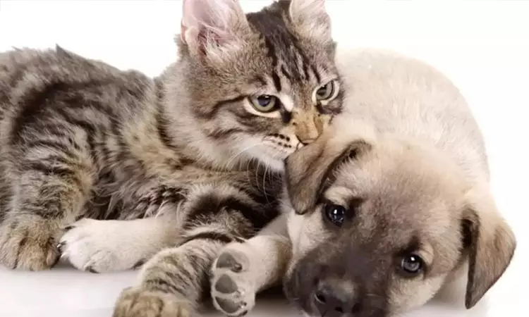 சென்னையில் நாய், பூனை வளர்க்க உரிமம் பெறாவிட்டால்... ... இன்றைய முக்கிய செய்திகள் சில வரிகளில்... 30-10-2025 சென்னையில் நாய், பூனை வளர்க்க உரிமம் பெறாவிட்டால்... ... இன்றைய முக்கிய செய்திகள் சில வரிகளில்... 30-10-2025