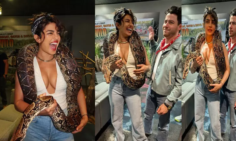 மலைப்பாம்பை மயங்க வைத்த பிரியங்கா சோப்ரா மலைப்பாம்பை மயங்க வைத்த பிரியங்கா சோப்ரா