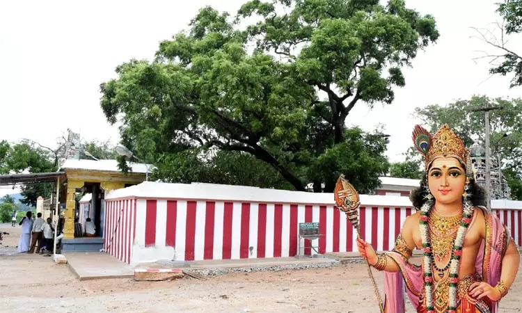 வேண்டுதல் நிறைவேற முருகனுக்கு மிட்டாய் நைவேத்தியம்