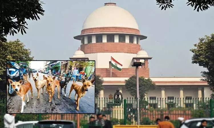 தெரு நாய் விவகாரம் - சுப்ரீம் கோர்ட்டில் தமிழ்நாடு அரசு பதில் மனு தாக்கல் தெரு நாய் விவகாரம் - சுப்ரீம் கோர்ட்டில் தமிழ்நாடு அரசு பதில் மனு தாக்கல்