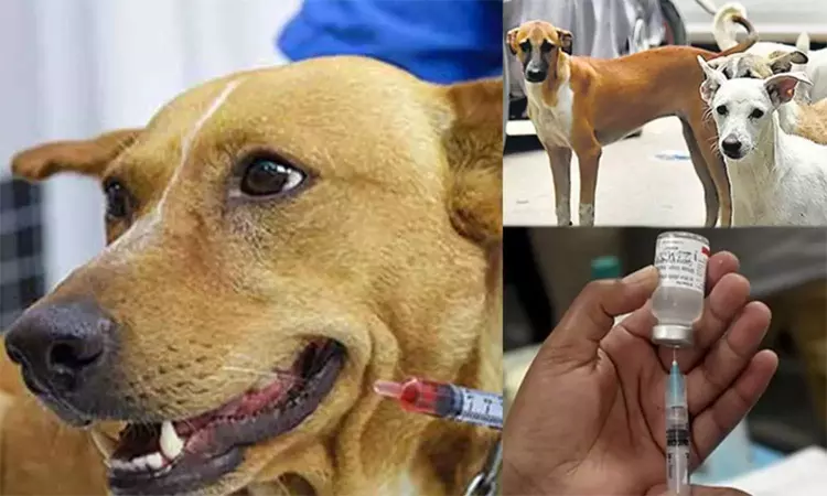 1,00,347 தெரு நாய்களுக்கு வெறி நாய்க்கடி நோய் தடுப்பூசி போடப்பட்டுள்ளது - சென்னை மாநகராட்சி 1,00,347 தெரு நாய்களுக்கு வெறி நாய்க்கடி நோய் தடுப்பூசி போடப்பட்டுள்ளது - சென்னை மாநகராட்சி