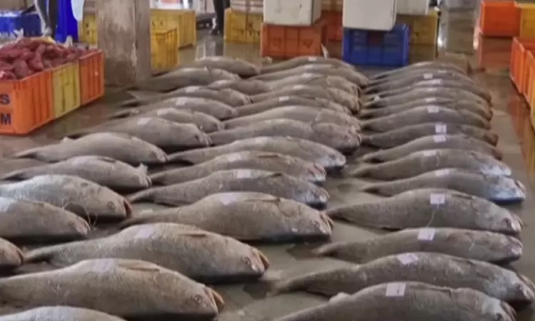 புயல் எச்சரிக்கை தடை முடிந்து கடலுக்கு சென்ற மீனவருக்கு அடித்த அதிர்ஷ்டம் புயல் எச்சரிக்கை தடை முடிந்து கடலுக்கு சென்ற மீனவருக்கு அடித்த அதிர்ஷ்டம்