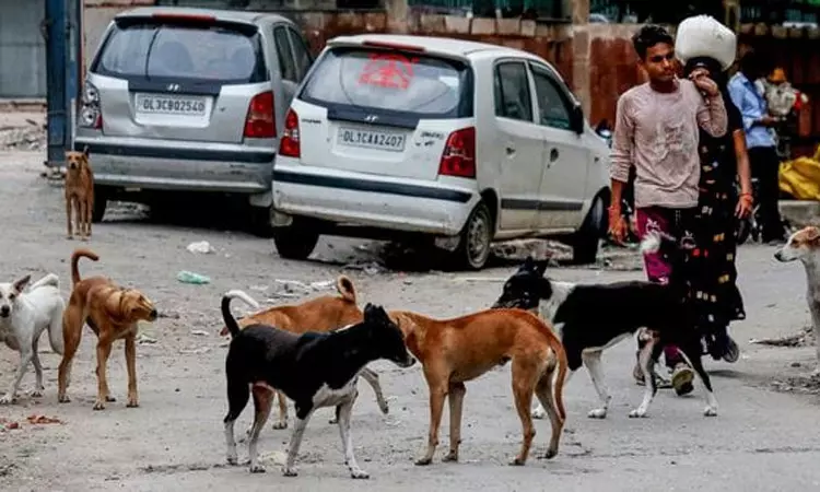 தெரு நாய்கள் தொடர்பான வழக்கு : சுப்ரீம் கோர்ட்டில் இன்று மீண்டும் விசாரணை