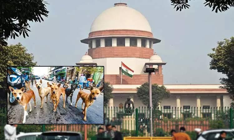 தெரு நாய்கள் வழக்கு: 7ம் தேதி தீர்ப்பளிக்கும் சுப்ரீம் கோர்ட்டு