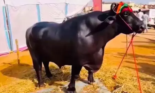 ரூ.23 கோடி எருமை மாடு உயிரிழப்பு; காப்பீட்டு தொகைக்காக கொலையா? கொந்தளித்த நெட்டிசன்கள் ரூ.23 கோடி எருமை மாடு உயிரிழப்பு; காப்பீட்டு தொகைக்காக கொலையா? கொந்தளித்த நெட்டிசன்கள்