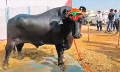 ராஜஸ்தானில் கால்நடை கண்காட்சிக்கு வந்த ரூ.21 கோடி எருமை மாடு திடீர் உயிரிழப்பு ராஜஸ்தானில் கால்நடை கண்காட்சிக்கு வந்த ரூ.21 கோடி எருமை மாடு திடீர் உயிரிழப்பு