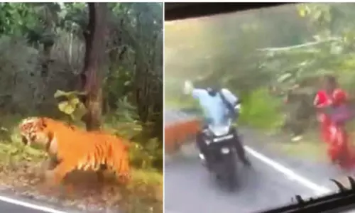 சத்தியமங்கலம் அருகே பைக்கில் சென்ற தம்பதி மீது பாய்ந்த புலி-அதிர்ஷ்டவசமாக உயிர் தப்பினர்