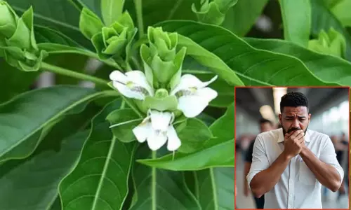 நெஞ்சு சளியை போக்கும் ஆடாதோடை இலை கசாயம் நெஞ்சு சளியை போக்கும் ஆடாதோடை இலை கசாயம்