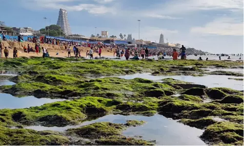 திருச்செந்தூரில் 100 அடி தூரம் உள்வாங்கிய கடல் திருச்செந்தூரில் 100 அடி தூரம் உள்வாங்கிய கடல்