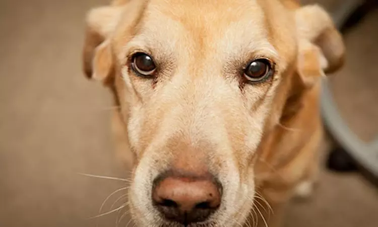 வாக்குச்சாவடி அலுவலரை கடித்த நாய்