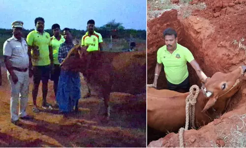 தூத்துக்குடி: 7 அடி குழியில் விழுந்த சினை பசு மீட்பு