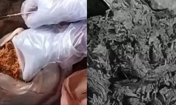 மாட்டின் வயிற்றில் 10 கிலோ பிளாஸ்டிக்