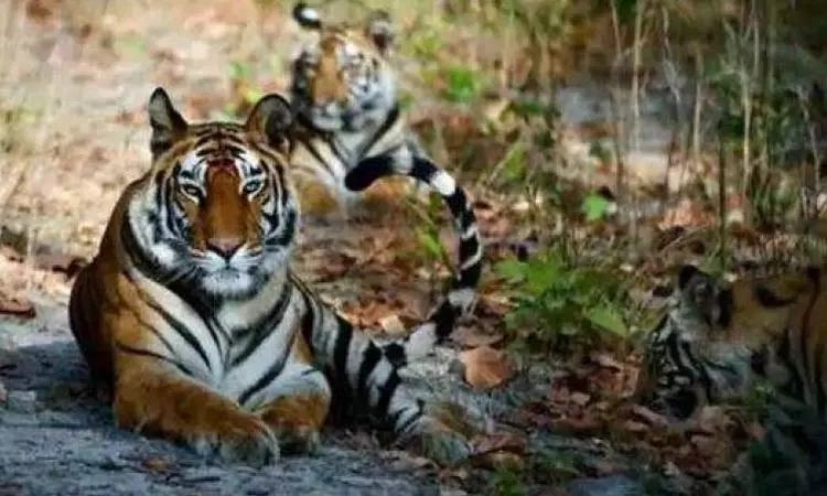 விவசாயியை அடித்துக்கொன்ற புலி - அதிர்ச்சி சம்பவம்