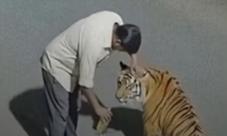 புலிக்கு மது கொடுப்பது போல வீடியோ வெளியிட்ட இளைஞருக்கு சிக்கல்