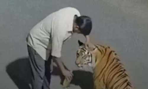 புலிக்கு மது கொடுப்பது போல வீடியோ வெளியிட்ட இளைஞருக்கு சிக்கல்