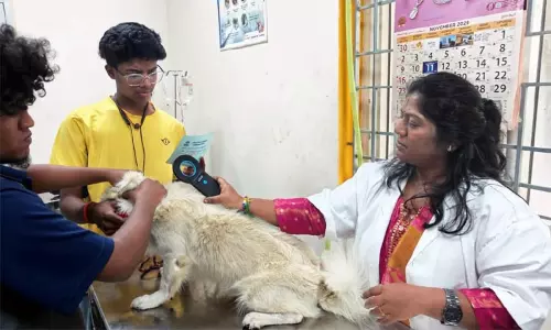 767 நாய்களுக்கு தடுப்பூசி செலுத்தி, மைக்ரோ சிப் பொருத்தி உரிமம் வழங்கப்பட்டது - சென்னை மாநகராட்சி