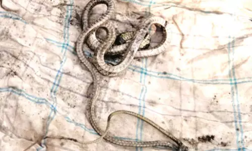 மோட்டார் சைக்கிளில் பதுங்கியிருந்த பாம்பு.. போராடி பிடித்த தீயணைப்பு வீரர்கள்