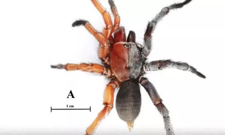 பாதி ஆண், பாதி பெண் உடலைக் கொண்ட அரிய சிலந்தி கண்டுபிடிப்பு
