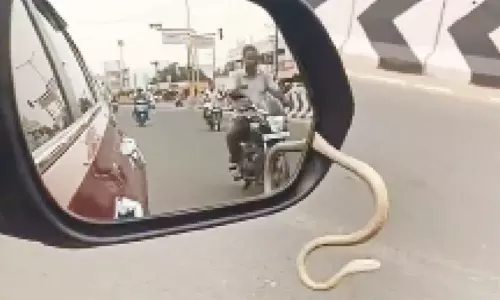 ஓடும் கார் கண்ணாடியில் இருந்து வெளியே வந்த பாம்பு.!