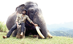 கும்கி 2 திரைப்படத்தை வெளியிட இடைக்கால தடை