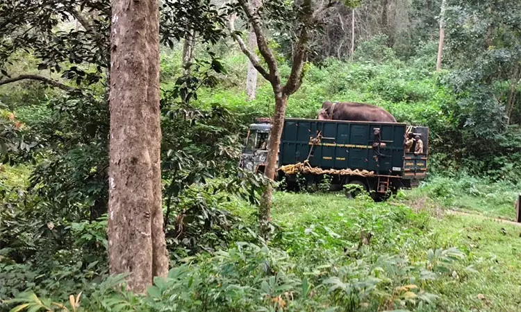 ஆனைமலை புலிகள் காப்பகத்திற்கு காட்டு யானை பாதுகாப்பாக மறுஇடமாற்றம்  வனத்துறை தகவல்