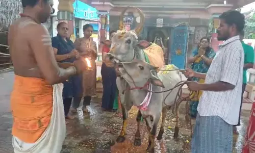 செங்கல்பட்டு ஆத்தூர் வழித்துணை பணீஸ்வரர்  கோவிலில் கோ பூஜை
