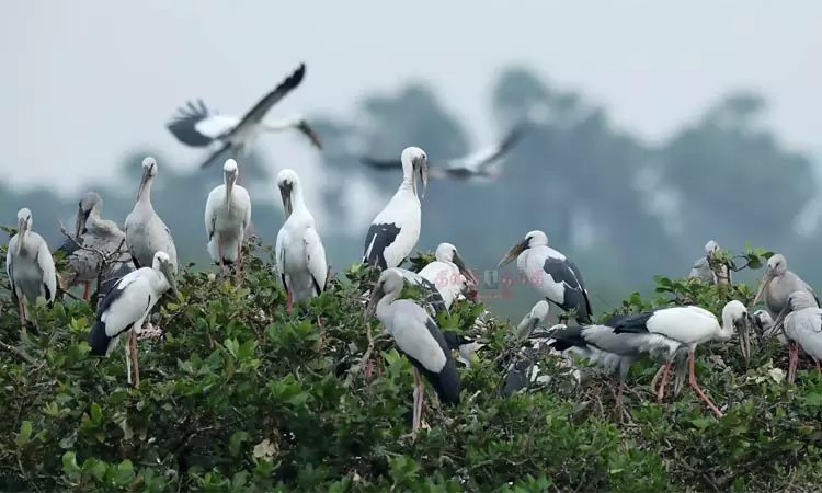 பறவைகள் பலவிதம்.. ஒவ்வொன்றும் ஒருவிதம்: வேடந்தாங்கலில் குவிந்துள்ள வெளிநாட்டு பறவைகள்!