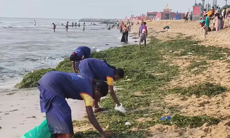 திருச்செந்தூர் கடற்கரையில் அதிகளவில் கரை ஒதுங்கிய கடல் பாசிகள் - அகற்றும் பணி தீவிரம் திருச்செந்தூர் கடற்கரையில் அதிகளவில் கரை ஒதுங்கிய கடல் பாசிகள் - அகற்றும் பணி தீவிரம்