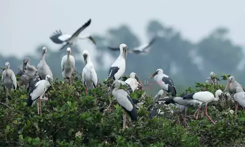 பறவைகள் பலவிதம்.. ஒவ்வொன்றும் ஒருவிதம்: வேடந்தாங்கலில் குவிந்துள்ள வெளிநாட்டு பறவைகள்!