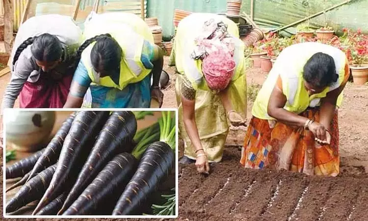 நீலகிரியில் அறிமுகமாகும் கருப்பு கேரட் - சோதனை... ... இன்றைய முக்கிய செய்திகள்.. சில வரிகளில்.. 16-11-2025 நீலகிரியில் அறிமுகமாகும் கருப்பு கேரட் - சோதனை... ... இன்றைய முக்கிய செய்திகள்.. சில வரிகளில்.. 16-11-2025